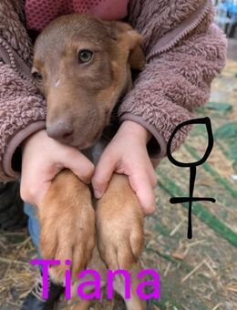 Tiana die Schokoperle - Langen (Hessen)