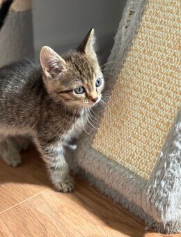 Ekh kitten - Blomberg (Nordrhein-Westfalen)