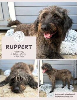 Ruppert: Ein wahrer Charmeur - Brühl (Nordrhein-Westfalen)