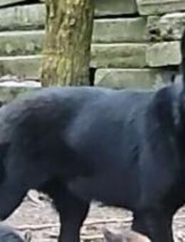 liebe,kastrierte Irma vom Zücher ausgese - Abensberg