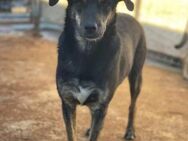 Süßer BUDDY sucht Zuhause - Neuberg