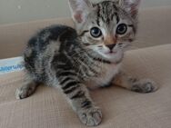 Biete 3 Katzenbabys - München