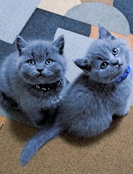 Bkh kitten reinrassige kurzhaar. - Osnabrück