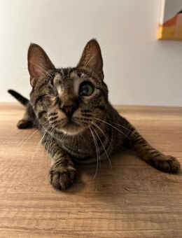 Kosya - allein zu Haus - Kirchheim (München)