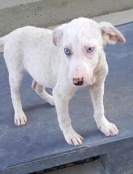 Lotti - Hundekind sucht Familie - München