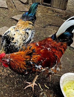 Schwedische Blumenhühner Hähne - Rosenfeld