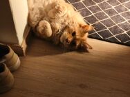 Traumkatze sucht ein Zuhause Dringend - Aurich