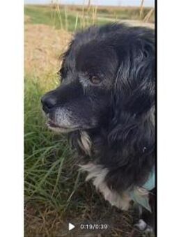 Malee - wartet in 97332 Obervolkach - Oberwies