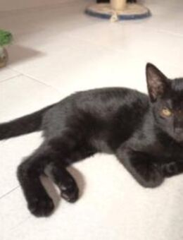 Liebevolles Katzenmädchen Lola - Karlsruhe
