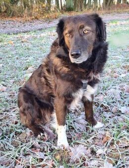 Isla sucht ein gemütliches Zuhause 💖 - Tornesch