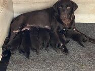 Labrador Retriever Welpen - Lobbach