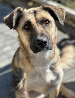wundervolle Polly sucht Herzensmenschen - Kallmünz