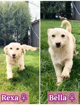 🩷 Bella & Rexa 🩷 suchen ein Zuhause! - Ovelgönne