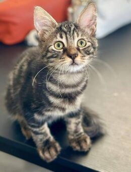 Lovato 🐾 der Futter-Junkie - Kirchheim (München)