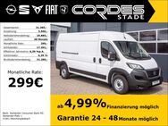 Fiat Ducato, Maxi Kasten L4H2, Jahr 2024 - Stade (Hansestadt)