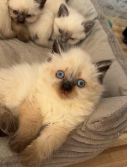 BKH / Siam kitten langhaar - Peine