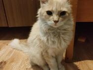 Ruhiger ausgeglichener Kater LEO ♥️ - München