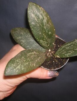 hoya sigillatis splash - Gladbeck