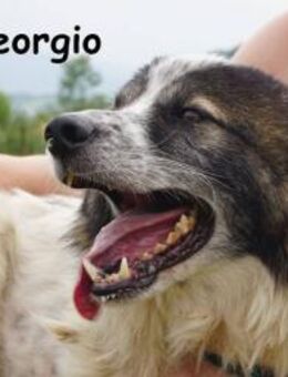 Georgio Ein wahrer Sonnenschein, ... - Kissing