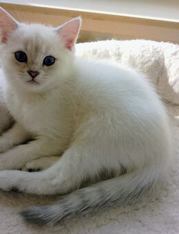 Britisch Kurzhaar Kitten - Heilbronn