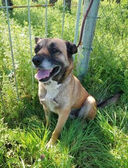 Liebe Schäferhund Mix Dame - Kappeln (Schleswig-Holstein)