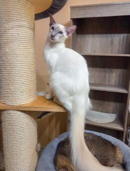 Traumhafter Balinese sucht ein neues Zuhause - Neuburg (Donau) Zentrum