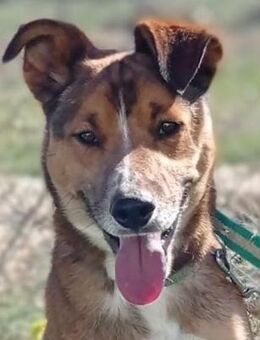 Buda sucht dringend ein Zuhause - Lenzen (Elbe) Zentrum