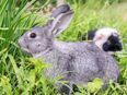 Hasen Kaninchen Futter Pflanzen Samen Hase Gehege Grünfutter Gras Kräuter frisches gesundes Futter aus dem eigenen Garten Saatgut Tierfutter in 74629