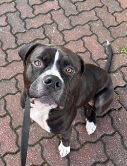 Hund schweren Herzens abzugeben - Dresden