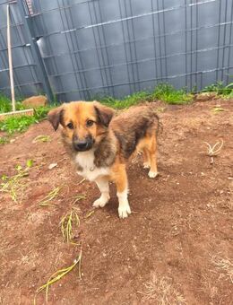 Kuschelmaus Sheilah sucht ihr Familie 🥰 - Ludwigshafen (Rhein)