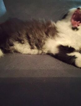 Verschmusst es Perser Katerchen - Gerach (Bayern)