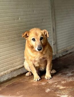 Timo 💚💚💚 Patenschaft gesucht - Herxheim (Landau)