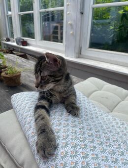 Süße Babykatzen - Baden-Baden