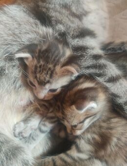 1 katerchen sucht noch neues Zuhause - Minden Dützen
