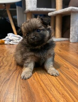 Pomchi Welpen geb 07.10.2025 - Wesel
