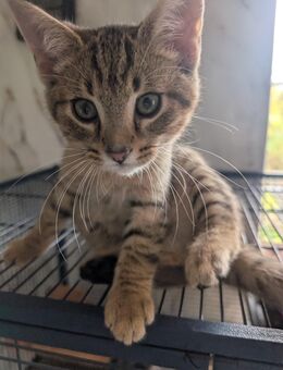 Kitten suchen neues zu Hause - Bismark (Altmark)