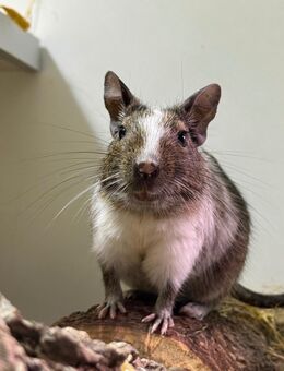 3 Degu Weibchen - zusätzlich mit großem Käfig - Berlin