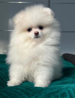 Pomeranian Boo Zweispitz Welpen - Heinsberg