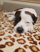 Suche dringend neues zuhause!!! in 47139