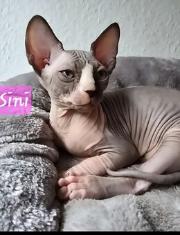 Kanadische-Sphynx Kitten (reinrassig) - Birkenfeld (Rheinland-Pfalz)