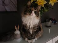 Maine Coon Mix - Reinsberg
