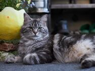 Maine Coon Mix Mädel - Rostock