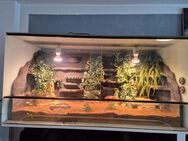 Terrarium 120×60×60 - Grevenbroich