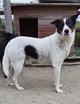 Lybos 56 cm (Pflegestelle) - Alpenrod