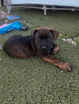 Malinois Welpen/ Cane Corso - Erkelenz