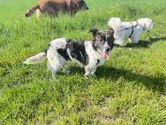 Elli liebt Kinder und mag Katzen - Markkleeberg
