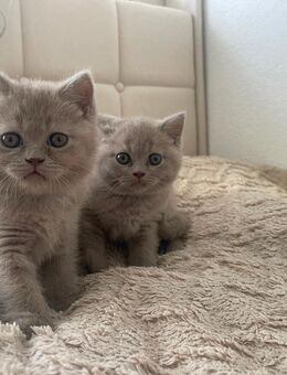 Wunderschöne Britisch Kurzhaar Kitten in Lilac suchen ein liebevolles Zuhause! - Nagold