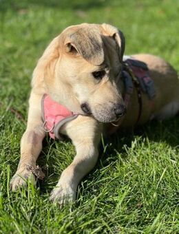 Teslin sucht ihre Herzensmenschen - Celle