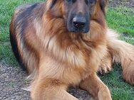 Wurfankündigung Altdeutsche Schäferhunde - Delmenhorst