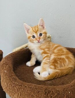 kleine süße Katzen! - Herford (Hansestadt)